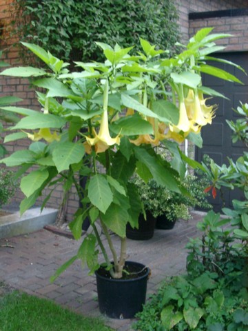 Datura in voller Pracht - beim Klick gehts zur Blumenseite