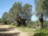 alte Olivenb�ume