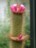 Arrojadoa rhodanta - Nahaufnahme der Bl�ten - tats�chlich ist der Kaktus 2,50 m hoch und hatte 2007 �ber 120 Bl�ten