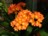 Clivia miniata - inzwischen  das gr�sste Exemplar