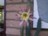 Trichocereus - nach vierw�chiger Entwicklung bl�hte er eine Nacht
