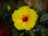 Hibiskus - unsere neueste Errungenschaft