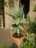 Aloe ferox (lat.: die wilde) - anfangs passte sie auf die Fensterbank