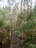 Eucalyptuswald entlang der Levada