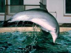 Delfin