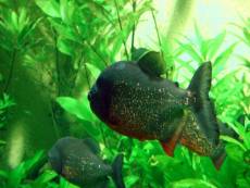 Piranha