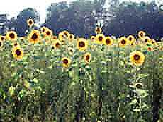Sonnenblumen
