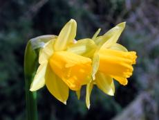 Narzisse