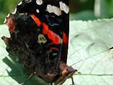 Schmetterling
