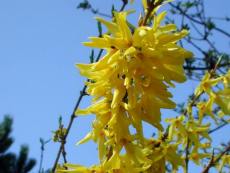Forsythie
