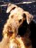 Felix - Airedale Terrier