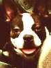 Chewey - Boston Terrier