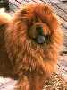 Rosey - Chow Chow