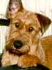 Janka - Irish Terrier