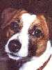 Buzz - Jack Russell Terrier