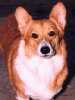 Rainey - Pembroke Welsh Corgi