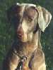 Marty - Weimaraner