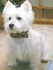 Darmie - Westhighland White Terrier