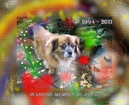 In loving memory of the Little Dog Joschi - 1994 - 2011 © by Ulrich Leive