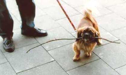 Joschi with a branch  by Ulrich Leive