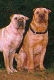 Xina and Nala