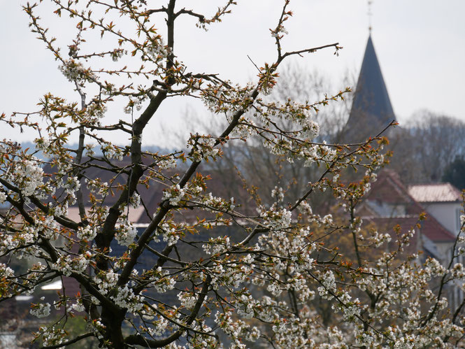 Kirschbl�te